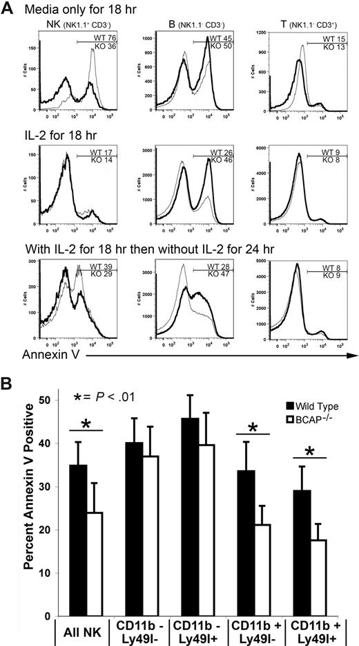 Figure 5. Reduced apoptosis by mature splenic NK cells from BCAP−/− mice. (A) Fresh splenic lymphocytes were incubated overnight at 37°C in either medium alone or medium containing IL-2. After incubating overnight (18 hours), the cells were stained with anti-NK1.1, anti-CD3ϵ, and annexin V, then analyzed by flow cytometry. Results for BCAP−/− samples are represented by a thicker line. Percentages of apoptotic BCAP−/− (KO) and wild-type (WT) cells in the gated regions are shown. Top panels are cells incubated overnight in medium alone, middle panels show cells incubated overnight in medium with IL-2, and cells incubated overnight with IL-2, then 24 hours without IL-2 are shown in the bottom panel. (B) Fresh splenic lymphocytes were incubated in the absence of IL-2 for 3 hours at 37°C with or without 5 μM staurosporine, then stained with anti-NK1.1, anti-CD3ϵ, anti-CD11b, annexin V, and anti-Ly49I. Values are means plus or minus SD of 6 WT and 6 BCAP−/− mice (*difference with P < .01).