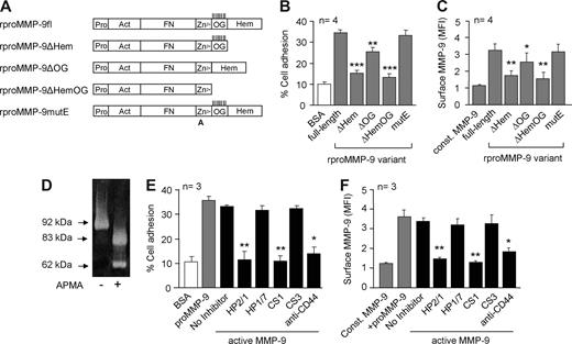 Figure 4. Further characterization of MMP-9 interaction with B-CLL cells. (A) Schematic domain structure of the recombinant full-length (fl) and proMMP-9 variants used (modified from 31). Pro indicates prodomain; Act, active site; FN, gelatin-binding fibronectin-like domain; Zn2+, Zn2+-binding domain; OG, O-glycosylated domain, with vertical lines indicating probable attachment sites for O-linked sugars; and Hem, hemopexin domain. A indicates that the catalytic Glu/E402 residue was substituted by alanine. (B) BCECF-AM–labeled B-CLL cells were added to wells coated with the indicated rproMMP-9 variants (110 nM each) and cell adhesion was measured as explained. (C) Binding of soluble rproMMP-9 variants to B-CLL cells, measured by flow cytometry. Values in panels B and C represent the average data from cells of the 4 patients studied. (D) proMMP-9 was treated with 2 mM APMA for 4 hours at 37°C and activation confirmed by gelatin zymography. (E) BCECF-AM–labeled B-CLL cells were added to wells coated with proMMP-9 or active MMP-9 (110 nM each), and cell adhesion was measured as explained. (F) Flow cytometric analysis of the binding of soluble proMMP-9 or active MMP-9 to B-CLL cells. Values in panels E and F represent the averages obtained with cells of 3 patients studied. MFI indicates mean fluorescence intensity. *P ≤ .05; **P ≤ .01; ***P ≤ .001.