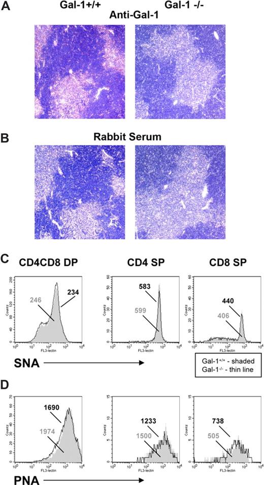 Figure 1. Gal-1 is expressed throughout the thymus, and ablation of the gal-1 gene did not affect glycosylation of thymocytes or thymic architecture. (A) Immunohistochemistry images of thymus from wild-type (top left) and gal-1−/− (top right) mice stained with a polyclonal anti–gal-1 antibody and counterstained with hemotoxylin. (B) Control immunohistochemistry images of thymus from wild-type (bottom left) and gal-1−/− (bottom right) mice stained with rabbit serum and counterstained with hematoxylin. (C,D) Flow cytometric histograms of SNA (C) and PNA (D) staining of wild-type (shaded) and gal-1−/− (thin line) DP (left), CD4+ SP (middle), and CD8+ SP (right) thymocyte populations. The numbers represent the mean fluorescent intensity of lectin staining in the wild-type (gray) and gal-1−/− (black) populations. Note the change in y-axis between histograms. Results represent 2 independent experiments.