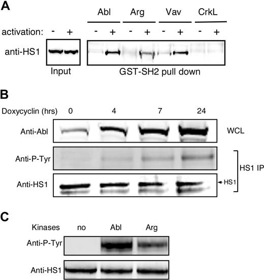 Figure 1. Abl family kinases bind and phosphorylate HS1. (A) Jurkat T cells were treated with or without pervanadate for 10 minutes, and lysates were subjected to affinity precipitation with the SH2 domains of indicated proteins. The precipitates were analyzed by immunoblotting with anti-HS1. (B) Ba/F3 pTET-ON p210 Bcr-Abl–inducible cells were treated with 1 μg/mL doxycycline for the indicated times. Bcr-Abl expression was assessed by immunoblotting of whole-cell lysates (WCL). HS1 was immunoprecipitated from cell lysates and phosphorylation was assessed by blotting for phosphotyrosine (Anti-P-Tyr). (C) A total of 10 μg of recombinant HS1 in 30 μL phosphorylation buffer was incubated with or without 0.5 μg of recombinant Arg or Abl kinases at 30°C for 10 minutes and immunoblotted with antiphosphotyrosine and anti-HS1.