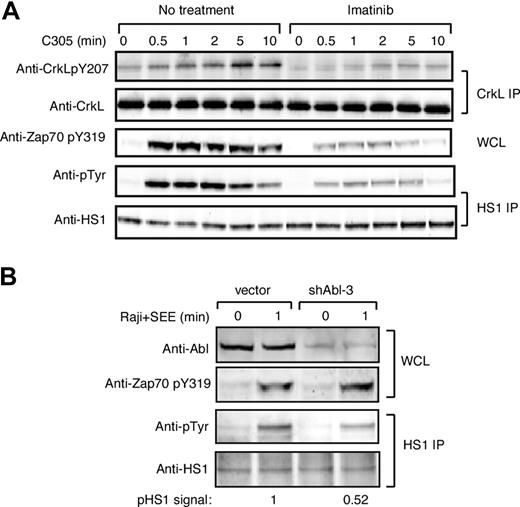 Figure 2. c-Abl is required for efficient HS1 phosphorylation in response to TCR engagement. (A) Jurkat T cells were pretreated with or without 10 μM imatinib mesylate for 1 hour, and then stimulated with C305 for indicated times. Lysates were immunoprecipitated with anti-CrkL or anti-HS1, and immunoblotted with indicated antibodies. Phosphorylation of ZAP-70 at tyrosine 319 was assessed by immunoblotting of whole-cell lysates. (B) Jurkat T cells were transfected with control vector or shAbl-3 and cultured for 48 hours to suppress c-Abl expression. Cells were stimulated with or without SEE-pulsed Raji B cells for 1 minute, and lysates were immunoprecipitated with anti-HS1 and immunoblotted with the indicated antibodies. Abl expression and ZAP-70 phosphorylation was assessed by immunoblotting of whole-cell lysates.