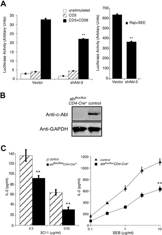 Figure 3. c-Abl is required for IL-2 production in T cells. (A) Jurkat T cells were transfected with vector or shAbl-3 together with a luciferase reporter gene under the control of the IL-2 promoter. After 48 hours, cells were stimulated with the indicated antibodies (left) or with Raji B cells pulsed with SEE (right) for 6 hours, and IL-2 promoter activity was assayed. (B) T cells purified from lymph nodes and spleens of ablflox/floxCD4-Cre+ and littermate control mice (ablflox/floxCD4-Cre−) were lysed and blotted with anti–c-Abl. GAPDH expression from the same blot is shown as a loading control. (C) T cells prepared as in panel B were incubated with APCs plus the indicated doses of 2C11 or SEB for 24 hours. IL-2 levels in the supernatant were measured by ELISA. All data represent the average plus or minus the standard deviation of quadruplicate samples from 1 experiment (representative of 3 independent experiments). **P < .01.