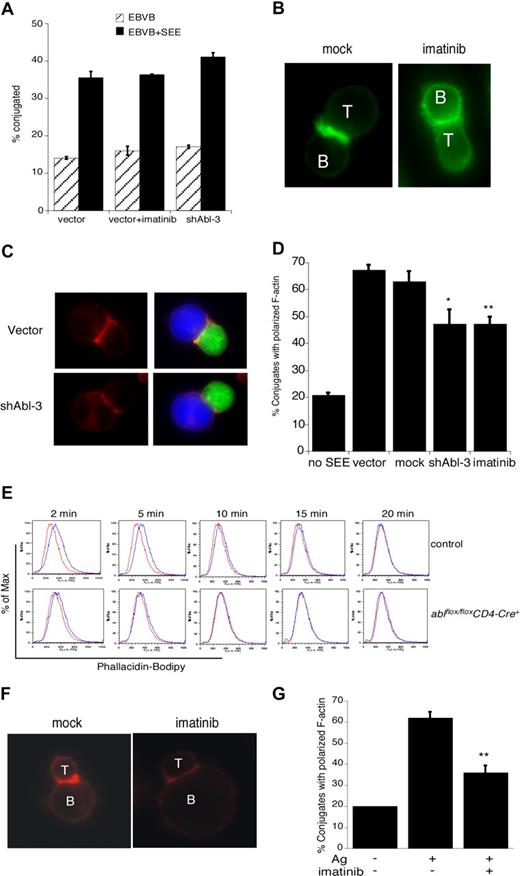 Figure 4. c-Abl is required for actin polymerization in response to TCR engagement. (A) Jurkat T cells were transfected with control vector or shAbl-3. At 48 hours after transfection, cells were treated with or without imatinib mesylate for 1 hour, and conjugate formation with SEE-pulsed (or unpulsed) Epstein-Barr virus (EBV) B cells was analyzed by flow cytometry. (B) Jurkat T cells were mock treated or treated with 10 μM imatinib mesylate for 1 hour and allowed to conjugate with SEE-pulsed Raji B cells for 15 minutes. Conjugates were fixed, and F-actin was labeled with bodipy-phallicidin (green). (C) Jurkat T cells were transfected with control vector or shAbl-3 and allowed to conjugate with SEE-pulsed Raji B cells as in panel B. F-actin was labeled with rhodamine-phalloidin (red). B cells are labeled blue with CMAC; T cells expressing the suppression vectors are green due to GFP expression. (D) Conjugates prepared as in panels B and C were scored for the frequency of F-actin at the IS. Data are averages from 3 independent experiments, each with 50 randomly selected conjugates. **P < .01; *P < .05. (E) Purified primary lymph node CD4+ T cells from ablflox/floxCD4-Cre+ mice and control littermates were stimulated with 10 μg/mL anti-CD3 for the indicated times. Cells were fixed, labeled with bodipy-phallicidin, and analyzed by flow cytometry. Red indicates unstimulated; blue, anti-CD3–stimulated. Representative data from one of 3 independent experiments performed in duplicate is shown. (F) Purified CD4+ T cells from AND TCR transgenic mice were blasted and treated with 10 μM imatinib mesylate for 1 hour. Cells were conjugated with CH12 B cells prepulsed with or without 10 μM moth cytochrome c 88-103 peptide. Conjugates were fixed, and F-actin was stained with rhodamine-phalloidin. (G) Conjugates prepared as in panel F were scored for the frequency of F-actin at the IS. Data are averages plus or minus 1 SD from 3 independent experiments, each with 50 randomly selected conjugates; **P < .01.