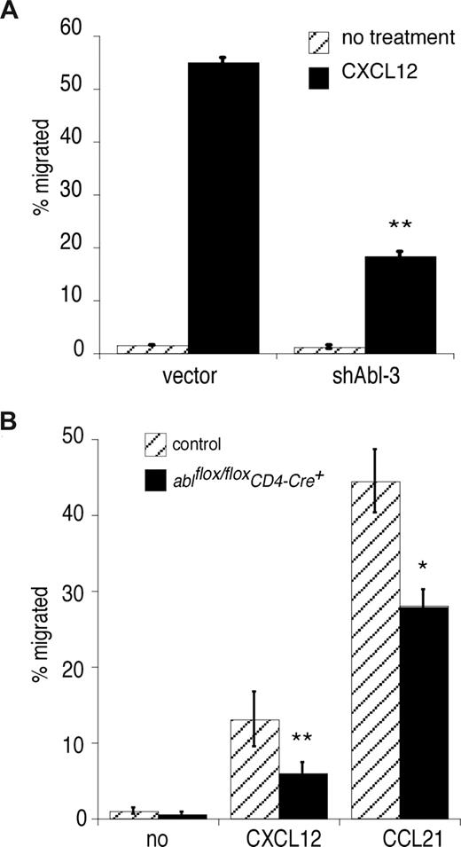 Figure 5. c-Abl is required for chemokine-induced T-cell migration. (A) Jurkat T cells were transfected with control vector or shAbl-3, and migration in response to CXCL12 stimulation was tested using a Transwell assay. (B) Lymph node CD4+ T cells were prepared from ablflox/floxCD4-Cre+ mice and control littermates, and migration in response to CXCL12 or CCL21 was tested using a Transwell assay. In each case, representative data (averages of quadruplicate samples plus or minus 1 SD) from one of 3 independent experiments are shown. **P < .01; *P < .05.