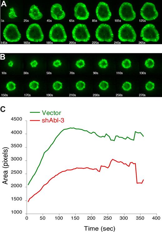 Figure 6. c-Abl is required to organize TCR-induced lamellipodial protrusions. Jurkat T cells stably expressing GFP-actin were transfected with control vector (A) or shAbl-3 (B). Actin dynamics were monitored by video confocal microscopy as the cells spread on anti-TCR–coated coverslips. Selected time-lapse image projections acquired at the indicated times after contact with the coverslip are shown. (C) The contact area of each cell at each time point was determined, and the average was calculated for each cell population at each 5-second time point (40 cells for control vector, and 26 cells for shAbl-3–transfected cells). The difference in area was statistically significant (P = .005 at 130 seconds).