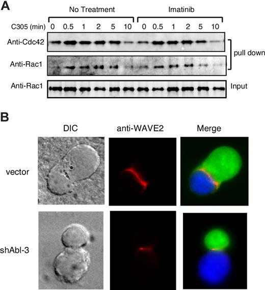 Figure 7. c-Abl is required for WAVE2 localization independent of Rac1/Cdc42 activation. (A) Jurkat T cells were treated with or without 10 μM of imatinib mesylate for 1 hour, and cells were stimulated with C305 for indicated times, lysed, and affinity precipitated with GST-Pak-CRIB, followed by immunoblotting with antibodies to Rac1 and Cdc42. (B) Jurkat T cells transfected with control vector or shAbl-3 (green) were conjugated with SEE pulsed Raji B cells (blue). Conjugates were fixed and labeled for WAVE2 (red).