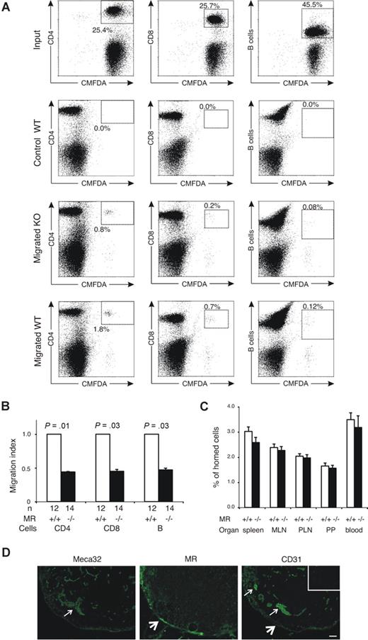 Figure 1. Lack of mannose receptor affects lymphocyte traffic into the draining lymph nodes but not lymphocyte homing to lymphoid organs from the blood. (A,B) CMFDA-labeled lymphocytes were injected into the footpads of MR−/− mice and their controls. The input population and lymphocytes from draining the popliteal lymph node were stained with antibodies against CD4, CD8, and B cells, and the percentage of CMFDA-positive CD4, CD8, and B cells was analyzed with a flow cytometer. (A) Representative fluorescence-activated cell sorting (FACS) blots of injected cells (input) and migrated cells recovered from popliteal lymph nodes of one KO and one WT mouse. The blots obtained from a noninjected contralateral lymph node of a WT mouse are shown as a control (control WT). The percentages of CMFDA-positive cells expressing the indicated marker are shown in the boxes. (B) Combined results (mean ± SEM) of all mice analyzed are shown as relative migration index (number of migrated cells in WT mice is 1.0 by definition). (C) Homing of intravenously injected, CMFDA-labeled lymphocytes after 4-hour recirculation time into the indicated organs. The values shown are mean percentages (± SEM) of the homed cells recovered from individual organs. (D) Staining of serial sections with MECA-32 mAb (a pan–vascular endothelial marker against PV-1 antigen), anti-MR mAb, and anti-CD31. Arrows point to some of the blood vessels, which are positive for MECA-32 and CD31 and negative for MR. Thick arrows point to lymphatic sinuses positive for MR and CD31. Staining with a negative control antibody is shown in the insert. Bar represents 50 μm. Objective: Olympus UPlanFl 10×/0.30 Ph1.