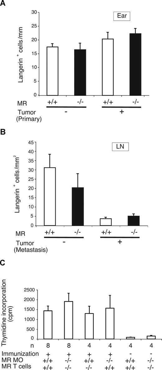 Figure 3. Number of dendritic cells and presentation of tumor antigens by macrophages are normal in MR−/− mice. (A) Langerin-positive cells were counted in the ears and lymph nodes in non–tumor-bearing and tumor-bearing MR−/− and WT mice (n = 4 in all groups). In tumor-bearing mice, the Langerin-positive cells were counted in non–tumor-containing area. The values are means (± SEM) per mm of epithelial surface of the ears. (B) Langerin-positive cells in lymph nodes (LNs) of non–tumor-bearing mice and in lymph node metastases of mice with tumors. The values are means (± SEM) per mm2 for the lymph nodes/metastases. (C) The ability of macrophages (MOs) to present tumor antigen was measured using proliferation assays. Different combinations of macrophages and T cells from MR−/− and WT mice were used as indicated in the figure. The results are expressed as means (± SEM).