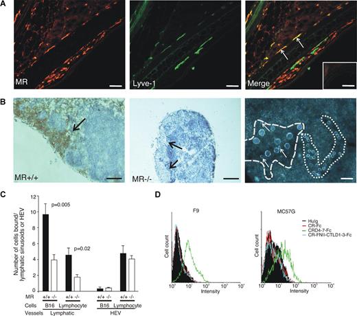 Figure 5. Binding of lymphocytes and cancer cells to lymphatic sinuses is compromised in MR−/− mice. (A) Double staining of the WT ear with an anti-MR antibody (MR5D3, red color, left) and anti–LYVE-1 antibody (green color, middle) shows that some of the afferent lymphatics are positive for both markers (arrows pointing out yellow lymphatics in the merge, right). Many MR+LYVE− macrophages are also visible. Negative control staining with class-matched negative control antibodies is shown in the inset. (B) Lymphatic sinuses (dark brown) are MR positive in WT mice (arrow, left), while MR−/− mice completely lack the molecule (arrows, middle). Lymphocytes (small round cells) bind well to HEVs, whereas tumor cells (big cells) show efficient binding only to lymphatic sinuses. The basement membrane outlining an HEV is marked with … and a lymphatic sinus is marked with in this dark field microscopic micrograph. Three small lymphocytes binding with 9 tumor cells to the lymphatic sinus are pointed out by arrows. Because the adherent cells are lying on the top of the tissue section, the focus of the photograph is a compromise between the tissue and adherent cells. (C) Quantification of the binding of tumor cells and lymphocytes to lymphatic sinuses and HEVs in lymph nodes of MR−/− and WT mice. The results are expressed as number of cells bound to HEVs and lymphatic sinusoids (means ± SEM, n = 6). Bars for panels A and B (right) represent 50 μm and for panel B (left and middle) 0.25 mm. Objectives: Olympus UPlanFl 20×/0.50 Ph 1 for panels A and B (right) and 4×/0.13 for panel B (left and middle). (D) FACS histograms of F9 and MC57G tumor cell lines stained with a negative control (huIg) and different MR-Fc chimeras.