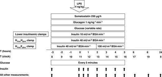 Figure 1. Study design. Twenty-four subjects were studied (4 groups of 6). Somatostatin and glucagon were administered to all subjects using the same doses regardless of clamp type. Glucose was infused at variable rates to achieve plasma concentrations of 5 mM (euglycemic clamps) or 12 mM (hyperglycemic clamps). Insulin was infused at 10 mU·m−2 BSA·min−1 (lower insulinemic clamps) or 40 mU·m−2 BSA·min−1 (high insulinemic clamps). In the HinsuEgluc clamp, insulin infusion was increased to 100 mU·m−2 BSA·min−1 at T = 2 hours (“Study protocol”). LPS was infused at T = 0 hours. Measurements were performed at indicated time points.