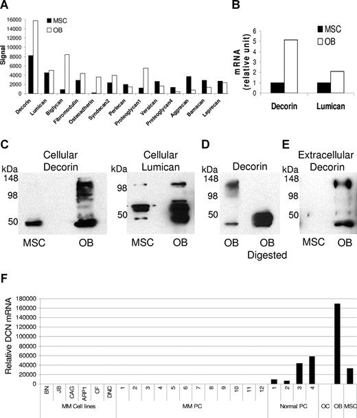 Figure 1. Osteoblasts express, produce, and secrete certain SLRPs. Protein and mRNA were extracted from MSCs before and after differentiation into osteoblasts (OB). (A) Global gene expression profiling demonstrated the expression of various SLRPs and proteoglycans. (B) Expression levels of decorin and lumican were validated by qRT-PCR. (C) Decorin was detected in cell lysates by Western blot. The core protein of decorin had a molecular weight less than 50 kDa, whereas the other bands reflected monomers and the binding of the core protein to different glycosaminoglycan chains. (D) Osteoblast lysate was digested with chondroitinase ABC before Western blotting for decorin was performed. It is noteworthy that only the core protein was detected after enzymatic digestion, confirming the specificity of the assay. (E) Decorin was detected in the serum-free conditioned media of osteoblasts. (F) By qRT-PCR, decorin was shown to be expressed in myeloma cells lines (MM cell lines), primary myeloma plasma cells (MM PC, n = 12), normal plasma cells (Normal PC), osteoclasts (OC), osteoblasts (OB), and MSCs. Note that decorin was expressed in normal plasma cells but not in myeloma plasma cells or osteoclasts. MSCs and osteoblasts served as positive controls.