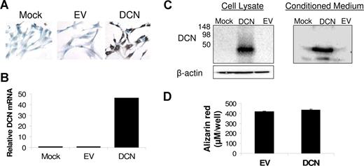 Figure 4. Overexpression of decorin in MSCs via lentivirus-introduced decorin. MSCs were left untreated or were infected with lentivirus-introduced decorin (DCN) or empty vector (EV). (A) Immunohistochemical staining for decorin (original magnification ×200). (B) As determined by qRT-PCR, decorin was overexpressed and overproduced by MSCs infected with lentivirus-introduced decorin. (C) Western blotting revealed overexpression and secretion of decorin core protein by MSCs infected with lentivirus-introduced decorin. (D) Overexpression of decorin had no effect on the ability of MSCs to differentiate into osteoblasts as determined by Alizarin red staining.