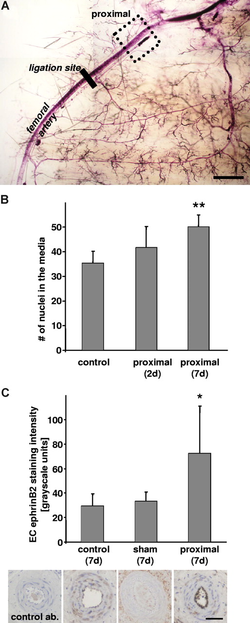 Figure 2. EphrinB2 expression after ligation of the femoral artery. Femoral arteries from adult NMRI mice were analyzed proximal to the site of occlusion (A; scale bar represents 1 mm). Stenosis results in remodeling of the arterial vessel wall as evidenced by the increase in the number of nuclei in the media (B; n = 5, **P < .01 vs control). Staining of corresponding paraffin-embedded cross-sections revealed that endothelial cell ephrinB2 expression is very low under control and sham conditions but significantly up-regulated in the proximal part of the ligated artery (C; *P < .05 vs control, n = 5; scale bar represents 50 μm). The use of a control antibody did not yield any appreciable immunoreactivity (C, left image).