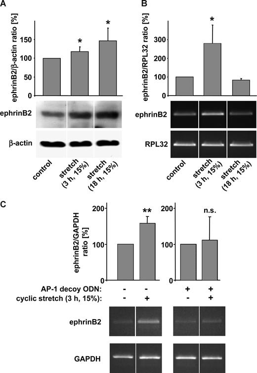 Figure 4. Expression of ephrinB2 in stretch-stimulated endothelial cells. Human umbilical vein endothelial cells (HUVECs) were exposed to cyclic stretch (15%, 0.5 Hz) for 3 and 18 hours, respectively. EphrinB2 protein abundance (A) as well as mRNA expression (B) analyses revealed that cyclic stretch up-regulates ephrinB2 in these cells (A, *P < .05 vs control, n = 5; B, *P < .05 vs control; n = 3). β-Actin as well as the housekeeping gene RPL32 were used as internal standards. (C) Exposure of HUVECs to cyclic stretch (15%, 0.5 Hz, 3 hours) resulted in an increased expression of ephrinB2 mRNA that was completely abrogated after pretreatment with an AP-1 decoy oligodeoxynucleotide (ODN; 10 μM, 4-hour preincubation; **P < .01; n = 3; n.s., not significant). Messenger RNA expression of the housekeeping gene GAPDH was used as an internal standard.