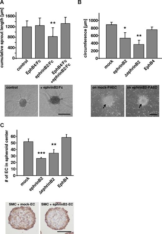 Figure 5. Analysis of ephrinB2-induced effects on the migration and spreading of human thymus smooth muscle cells (HTSMCs) as well as the organization of porcine aortic endothelial cells (PAECs) and HTSMCs in 3-dimensional coculture spheroids. (A) The length of sprouts originating from the spheroids was reduced on treatment with dimeric ephrinB2 (**P < .01 vs control, representing one of 3 experiments with similar results; scale bar represents 200 μm). This effect could be blocked by simultaneous stimulation with dimeric ephrinB2 (2 μg/mL) and its receptor EphB4 (6 μg/mL). (B) Spreading of HTSMCs originating from spheroids (⬆), which were seeded on top of a confluent monolayer of PAECs, was inhibited if the smooth muscle cells were surrounded by PAECs overexpressing ephrinB2 or ΔephrinB2 (**P < .01, *P < .05 vs PAEC-mock, n = 3; scale bar represents 200 μm). (C) Mock, ephrinB2, ΔephrinB2, or EphB4-transfected PAECs were cocultured with HTSMCs in 3-dimensional spheroids. Overexpression of ephrinB2 or ΔephrinB2 in PAECs (PAEC-ephrinB2) enhanced the segregation of both cell types (***P < .001, **P < .01 vs PAEC-mock; n = 3; bottom panel shows CD31-stained cross sections of a paraffin-embedded PAEC-mock/HTSMC (left) and a PAEC-ephrinB2/HTSMC (right) coculture spheroid; scale bars represent 100 μm).
