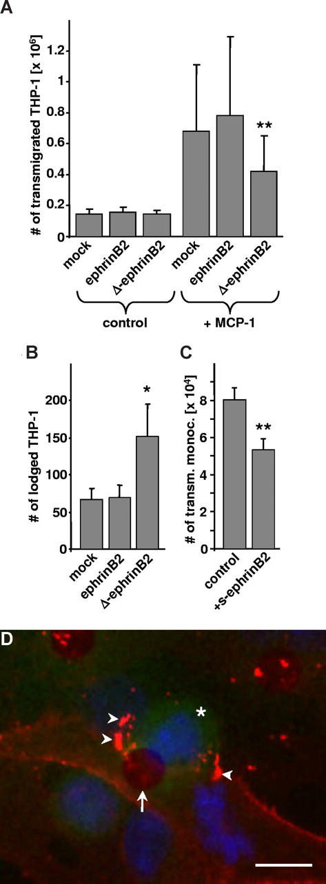 Figure 6. Analysis of the transmigration of THP-1 cells through a monolayer of mock, ephrinB2, or ΔephrinB2-transfected PAECs. (A) Basal penetration through mock-transfected PAECs was 5-fold increased after MCP-1 stimulation and significantly inhibited by PAECs overexpressing ΔephrinB2 (**P < .01 vs MCP-1 stimulated mock-transfected PAECs; n = 8). (B) The number of MCP-1 stimulated THP-1 cells that were lodged in the PAEC monolayer was significantly increased if ΔephrinB2 was overexpressed by the PAECs (*P < .05 vs mock-transfected PAEC). (C) The MCP-1–induced transmigration of human monocytes through a HUVEC monolayer was inhibited by treatment with 4 μg/mL soluble monomeric ephrinB2 (**P < .01 vs control, n = 3). (D) An EphB4 receptor body–based immunofluorescence technique was applied to visualize the accumulation of ephrinB2 (D; arrowheads, red fluorescence) in ephrinB2-overexpressing PAECs after contact with THP-1 cells (D; * green fluorescence; scale bar represents 10 μm) transmigrating through a pore (D; arrow) in the porous membrane.