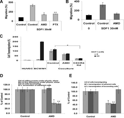 Figure 3. AMD3100 inhibits migration and transendothelial migration under static and shear flow conditions in BCWM.1. (A) Transwell migration assay was performed using no SDF-1 (▤ for control) or with the presence of SDF-1 30 nM (). BCWM.1 pretreated with AMD3100 20 μM for 2 hours inhibited migration by 50% compared with control in the presence of SDF-1 30 nM. Similarly, pretreatment of BCWM.1 with PTX 200 ng/mL for 2 hours inhibited migration in response to SDF-1 similar to AMD3100. Data show an average of 3 independent experiments (*P < .05, **P < .05). (B) Migration of CD19+ primary WM cells from 3 patients demonstrated significant migration in response to SDF-1 30 nM compared with control (no SDF-1). Pretreatment of the cells with AMD3100 20 μM for 2 hours showed significant reduction of migration compared with untreated cells (C) Transendothelial migration of BCWM.1. HUVECs were grown on the inner wells of the Boyden chamber migration wells until confluent. BCWM.1 untreated or pretreated with AMD3100 20 μM for 2 hours or CXCR4 knockdown BCWM.1 cell line were placed in the upper chambers with or without SDF-1 30 nM in the lower chambers. The number of cells that migrated to the lower chambers was counted after 4 hours. As shown, AMD3100 and CXCR4Kd showed decreased migration compared with control. The presence of SDF-1 did not induce significant increase in migration in the presence of endothelial cells (that secrete SDF-1), indicating that endothelial cells induce transmigration through the SDF-1 axis (*P = .04). (D) Shear flow chamber assay for rolling, firm adhesion to endothelial cells, and locomotion. Pretreatment of BCWM.1 cells with AMD3100 (20 μM for 2 hours) had no effect on rolling and firm adhesion (which are regulated by selectins) but had significant inhibition on the number of locomoting cells and the percentage of locomotion of adherent cells. Bars represent percent of untreated controls. Data show an average of 3 independent experiments (*P = .001, **P = .001). (E) Shear flow chamber assay for transendothelial migration showing the number of cells transmigrating as well as the percentage of cells transmigrating from the adherent and locomoting cell populations. Pretreatment of BCWM.1 cells with AMD3100 (20 μM for 2 hours) induced significant inhibition on transendothelial migration, specifically on the adherent cell population. Data show an average of 3 independent experiments (*P = .01, **P = .004).