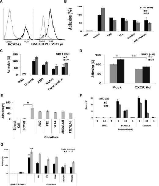 Figure 4. CXCR4 and VLA-4 regulate adhesion to fibronectin, stromal cells, and endothelial cells in WM and sensitize WM cells to therapeutic agents. (A) Flow cytometry for VLA-4 expression showing that BCWM.1 and CD19+ primary WM cells (N = 10) have high surface expression of VLA-4. (B) Adhesion assay with fibronectin (VLA-4 ligand). BCWM.1 showed significant increase in adhesion to fibronectin compared with BSA used as control. SDF-1 30 nM induced further increase in adhesion. Pretreatment of BCWM.1 for 2 hours with AMD3100 20 μM, PTX 200 ng/mL, and anti–VLA-4 antibody 10 ng/mL significantly inhibit adhesion, even in the presence of SDF-1 30 nM. (C) Adhesion of primary CD19+ cells (N = 3) alone or with SDF-1, showing increased adhesion in response to SDF-1 30 nM. Pretreatment of the cells with AMD3100 20 μM, anti–VLA-4 antibody 10 ng/mL, or the combination showed inhibition of adhesion, even in the presence of SDF-1. (D) CXCR4 knockdown cell line showed lower adhesion compared with mock-infected BCWM.1, even in the presence of 30 nM SDF-1. Data show an average of 3 independent experiments (*P = .04, **P = .01). (E) Inhibition of adhesion to stromal cells. Coculture of stromal cells with BCWM.1 resulted in increased adhesion (*P = .008). Pretreatment of BCWM.1 with AMD3100, anti–VLA-4 antibody, PTX, or the combination of AMD3100/anti–VLA-4 antibody, or the combination of PTX/anti–VLA-4 antibody resulted in significant inhibition of adhesion, even in the presence of SDF-1. The combination of AMD3100 and anti–VLA-4 antibody did not induce further decrease in adhesion, indicating that the 2 receptors use the same pathway to regulate adhesion. (F) Coculture of stromal cells with BCWM.1. Bortezomib 2.5 and 5 nM inhibited proliferation in BCWM.1, but less when the cells were cocultured with stromal cells, indicating that stromal cells confer resistance to WM cells. However, when AMD3100 20 μM was added 2 hours before bortezomib, it increased the sensitivity of cells to bortezomib in the coculture experiments at bortezomib 2.5 nM. (G) Adhesion assay to endothelial cells. HUVECs were cultured for 24 hours. BCWM.1 were labeled with calcein AM and cocultured with HUVEC for 4 hours, with or without SDF-1. BCWM.1 showed increased adhesion to endothelial cells, and AMD3100, anti–VLA-4 inhibitor, PTX, and the combination of AMD3100/anti–VLA-4 antibody or anti–VLA-4 antibody/PTX showed decreased adhesion, even in the presence of SDF-1 (*P = .009, **P = .009).