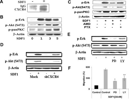 Figure 5. CXCR4 and VLA-4 cointeract and regulate downstream P13K and ERK/MAPK pathways. (A) Coimmunoprecipitation using anti–VLA-4 antibody and blotting for CXCR4 antibody, showing that SDF-1 30 nm for 3 minutes induces coimmunoprecipitation of CXCR4 with VLA-4 indicating direct interaction of these 2 receptors. (B) Immunoblotting of BCWM.1 stimulated with SDF-1 30 nM for 1, 2, 3, and 5 minutes. SDF-1 induced activation of pERK and pAkt within 1 and 3 minutes, whereas PKC activation occurred at 3 to 5 minutes. Anti–β-actin was used as a loading control. (C) Immunoblotting of BCWM.1 with SDF-1 30 nM for 3 minutes and in the presence of AMD3100 20 μM (pretreated for 2 hours followed by SDF-1 activation at the last 3 minutes). AMD3100 inhibited pERK, pAkt, and pPKC activation, even in the presence of SDF-1. (D) Immunoblotting for pERK and pAkt using the mock-infected or CXCR4-knockdown BCWM.1 cell line showing that SDF-1 30 nM for 3 minutes does not significantly activate pERK and pAkt in the CXCR4-knockdown cell line. (E) Immunoblotting with BCWM.1 showing activation of pERK and pAkt by SDF-1 30 nM for 3 minutes, whereas the MEK inhibitor PD098059 20 μM (for 20 minutes) inhibited pERK activation but not pAkt, and the PI3K inhibitor LY294002 (for 15 minutes) 25 μM inhibited pAkt and pERK activation, in the presence of SDF-1 30 nM for 3 minutes. (F) Migration assay of BCWM.1 in response to 30 nM SDF-1 using PD098059 20 μM for 20-minute pretreatment, or LY294002 25 μM for 15-minute pretreatment, showing that PD098059 and LY294002 inhibit migration of BCWM.1 in response to SDF-1. Data show an average of 3 independent experiments (*P = .01, **P = .05).