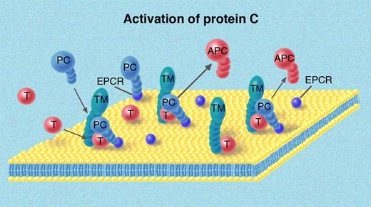Figure 2. Activation of protein C by thrombin-thrombomodulin. Thrombomodulin (TM) is present on all endothelial cells and serves as a cofactor to thrombin in the activation of protein C. The endothelium also contains the endothelial protein C receptor (EPCR) that binds the Gla domain of protein C and helps present protein C to the T/TM complex. The activated protein C (APC) then floats along with the bloodstream to control reactions of coagulation. Illustration by Marie Dauenheimer.