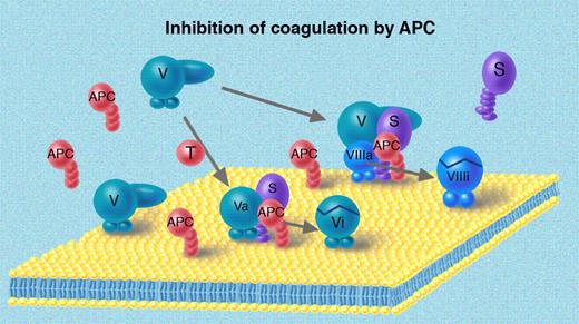 Figure 3. Degradation of FVa and FVIIIa by APC. Both FVa and FVIIIa are cleaved and inhibited by APC in surface-bound reactions also involving cofactors to APC. Protein S and APC interact on the membrane and are sufficient to inhibit FVa, whereas the regulation of the FVIIIa additionally involves FV, which in this situation serves as cofactor to APC. Illustration by Marie Dauenheimer.