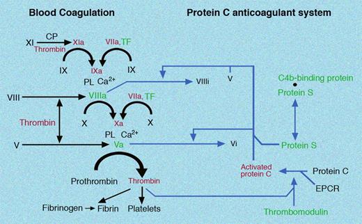 Figure 4. Schematic representation of blood coagulation and the protein C anticoagulant system. The reactions that are presented in Figures 1 to 3 are here summarized in a schematic form. In addition to the FVIIa/TF-triggered initiation of coagulation, the scheme indicates the activation of FXI by either the contact phase system (CP) or by thrombin. The figure also highlights the dual role of thrombin as both a procoagulant and anticoagulant factor. Illustration by Marie Dauenheimer.