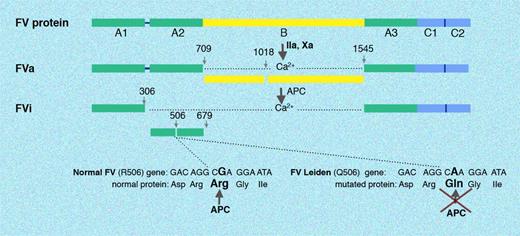Figure 5. Activation and degradation of normal FV and FV Leiden. FV circulates as a single-chain high-molecular-weight protein. Thrombin (or FXa) cleaves a number of peptide bonds, which results in the liberation of the B domain and generation of FVa. Three peptide bonds in FVa are cleaved by APC (Arg306, Arg506, and Arg679) resulting in inhibition of FVa activity. The FV Leiden mutation eliminates one of the APC cleavage sites, which impairs the degradation of FVa. Illustration by Marie Dauenheimer.