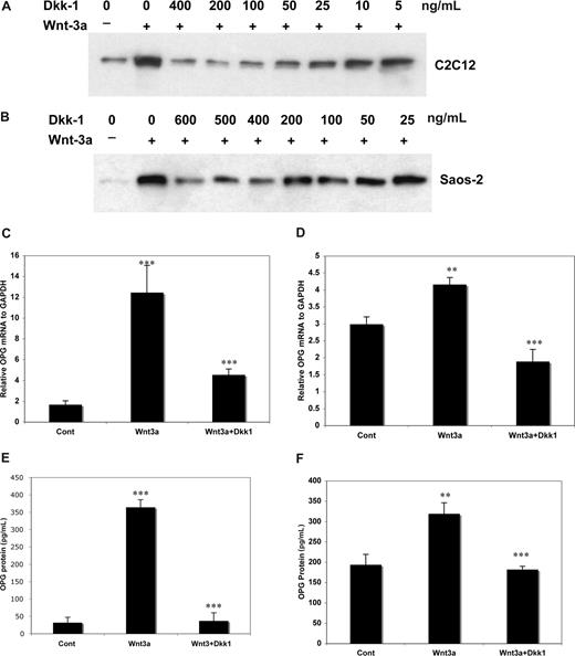 Figure 2. DKK-1 inhibition of Wnt3a induced OPG mRNA and protein in osteoblast cells. C2C12 (A) and Saos-2 (B) cells were stimulated with or without Wnt3a for 8 hours after prior treatment with recombinant DKK-1 for 1 hour at indicated concentrations and then lysed. A total of 0.5 mg of protein from cell lysates was subjected to the GST-E-cadherin assay. After SDS-PAGE, uncomplexed β-catenin was detected with anti–β-catenin antibody. The cells were cultured at 105/well in 6-well plate for 24 hours, and 100 ng/mL of Dkk1 was added for 1 hour followed by addition of 100 ng/mL of rWnt3a for 48 or 72 hours. Total RNA was isolated from treated C2C12 (C) and Saos-2 (D) cells after 48 hours and OPG mRNA was quantified. The supernatant of C2C12 (E) and Saos-2 (F) cells treated, as above for 72 hours, was harvested and subjected to ELISA for measurement of OPG. The results are shown as means plus or minus SD (n = 3). Results are representative of 3 independent experiments (**P < .01, ***P < .001, vs control).