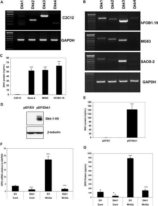 Figure 3. Ectopic expression of DKK1 diminished Wnt3a induced OPG mRNA and protein in osteoblast cells. The expression of DKK family members in C2C12 (A) and human osteoblast cell lines (B) as determined by RT-PCR analysis are presented. Concentration of DKK1 protein in culture supernatant of indicated cell lines by ELISA analysis (C). C2C12 cells were stable transfected with an empty vector or DKK1-expressing vector. DKK1 protein expression was detected by the anti-V5 antibody (D). DKK1 protein in the supernatant of the clones was determined by ELISA (E). The cells were treated with recombinant 100 ng/mL of rWnt3a. Relative OPG mRNA (F) and OPG protein concentration (G) was measured by qPCR or ELISA analysis as described in Figure 1. Data represent the means plus or minus SD (n = 3) of representative experiments (*P < .05, ***P < .001, and vs control).