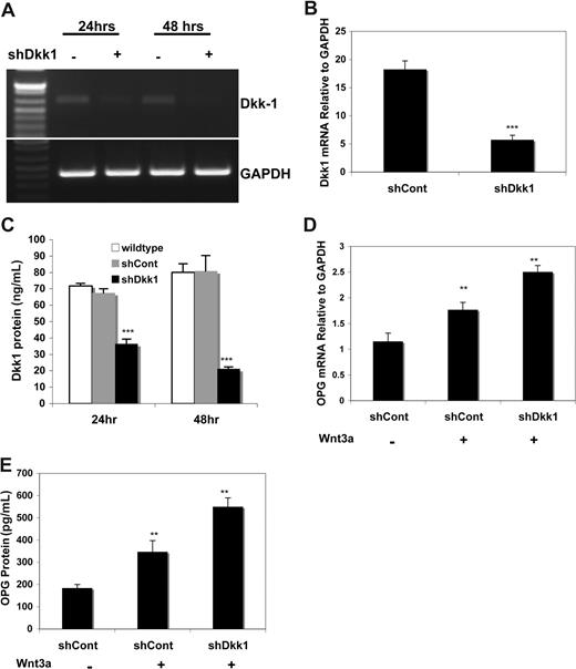 Figure 4. Knockdown DKK1 by shRNA restored Wnt3a-induced OPG in osteoblasts. C2C12 cells were transiently infected with supernatant containing control siRNA (shCont) or shRNA specific for DKK1 for indicated times. Total RNA was then isolated and subjected to RT-PCR for detecting DKK1 mRNA (A). cDNA from 24 hours was subject to qPCR to confirm DKK1 mRNA expression (B). Supernatants of the cells were harvested and subjected to ELISA for measuring DKK1 protein (C). The infected cells were treated with rWnt3a for 48 hours and RNA and supernatants were harvested and subjected to qPCR and ELISA analysis for OPG mRNA (D) and protein (E). Data represent the means plus or minus SD (n = 3) of representative experiments (**P < .01, ***P < .001, vs control).