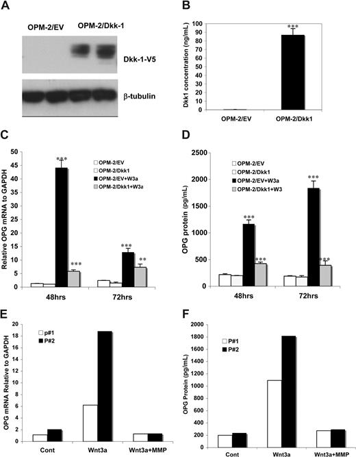 Figure 5. Coculturing osteoblast cells with DKK1- expressing MM cells inhibited Wnt3a-induced OPG. A MM cell line OPM-2 was transfected with pEF6 vector (designated OPM-2/EV) or the vector containing Dkk1 cDNA (OPM-2/DKK1). DKK1 protein from OPM-2/EV or OPM-2/DKK1 cell lysates of selected clones was determined by Western blot analysis using anti-V5 antibody as described in “Immunoblotting analysis and GST-E cadherin binding assay” (A). The concentration of DKK1 protein in culture supernatants in OPM-2/EV and OPM-2/DKK1 cells was measured by ELISA analysis (B). C2C12 cells were cocultured with OPM-2/EV or OPM-2/DKK1 cells in the presence of rWnt3a or control for the indicted times. OPG synthesis in these cells, as measured by qPCR, is presented (C). Supernatants of the C2C12 were harvested and subjected to ELISA analysis to measure OPG protein concentration (D). The results are shown as means plus or minus SD (n = 4). Results are representative of 3 independent experiments (**P < .01, ***P < .001, vs control). C2C12 cells were cultured with primary CD138-positive plasma cells from 2 MM patients (P#1 and P#2) for 48 hours in the presence or absence of rWnt3a for 48 hours. The OPG mRNA in C2C12 cells was determined by qPCR (E). OPG protein levels were measured by ELISA analysis (F).