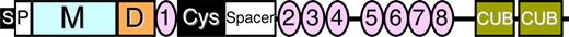 Figure 1. Structure of ADAMTS13. The primary translation product consists of 1427 amino acid residues. Motifs include a signal peptide (S), propeptide (P), metalloprotease (M), disintegrin (D), Cys-rich, spacer, CUB, and thrombospondin (TSP1) domains (1-8).