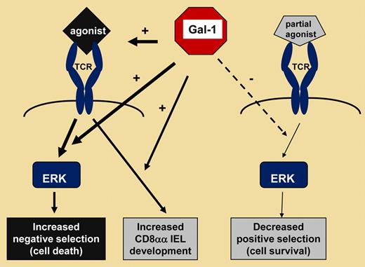 gal-1 is a modulator of thymocyte-fate decisions with opposing activities. By enforcing agonist ligand binding to the TCR, gal-1 promotes fast and transient activation of ERK and negative selection of autoreactive thymocytes, while permitting the generation of regulatory CD8αα IELs. In contrast, gal-1 expression antagonizes ERK signaling in thymocytes undergoing partial agonist-driven positive selection.