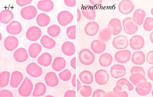 Figure 1. hem6 peripheral blood smear. Wright-Giemsa–stained peripheral blood smears demonstrating relatively prominent hypochromia with abundant target cells and minimal aniosopoikilocytosis in the mutant.