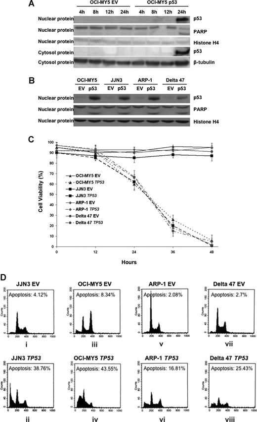 Figure 2. Effect of TP53 overexpression on MM cell survival. (A) TP53 (in both nuclear and cytosolic extracts) and cleaved PARP (in nuclear extracts) were evaluated by Western blot performed in OCI-MY5 cells after lentiviral infection of TP53 and empty vector (EV) at 4, 8, 12, and 24 hours. Histone H4 and β-tubulin were used as loading controls. (B) TP53 and cleaved PARP were evaluated by Western blot performed in OCI-MY5, JJN3, ARP-1, and Delta 47 cells after lentiviral infection of TP53 and empty vector (EV) at 24 hours. (C) Effect of overexpression of TP53 on cell viability in JJN3, OCI-MY5, ARP-1, and Delta 47 cells. Cell viability was evaluated by trypan blue exclusion every 12 hours after lentiviral infection of TP53 compared with the EV. (D) Overexpression of TP53 induces apoptosis. Cell cycle distribution and apoptosis were evaluated by flow cytometry performed 24 hours after lentiviral infection in JJN3, OCI-MY5, ARP-1, and Delta 47 cells infected with EV or TP53 cDNA. Note that overexpression of TP53 induced a dramatic increase in the percentage of cells with sub-G0-phase DNA content (indicative of apoptosis).