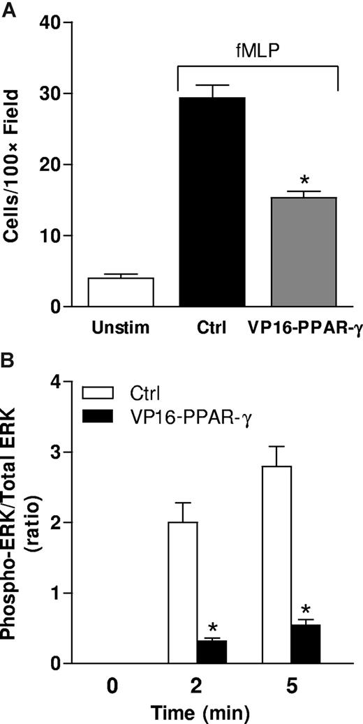 Figure 3. Constitutively active PPAR-γ decreases fMLP-induced HL-60 chemotaxis and ERK-1/2 phosphorylation. (A) DMSO-treated HL-60 cells transiently transfected with either the pcDNA3-VP16-PPAR-γ construct or pcDNA3 (control vector), were stimulated with 10−7 M fMLP and assessed for chemotaxis. All data are expressed as mean HL-60 count per high-powered field at 100× magnification (cells/hpf). *P < .05 compared with cells transfected with control vector (Ctrl). Results are expressed as the average of 3 independent experiments performed in triplicate. Unstim, unstimulated cells without fMLP treatment. (B) Cells transfected as in panel A were lysed 0, 2, 5, and 10 minutes after treatment with 10−7 fLMP, and phosphorylation of ERK-1/2 was determined by Bio-Plex assay. The ratio of phosphorylated to total ERK-1/2 is displayed. No phosphorylation of ERK-1/2 was observed at 10 minutes. *P < .05 compared with cells transfected with control vector (Ctrl). Results are expressed as the average of 3 independent experiments performed in triplicate. Error bars represent SEM.