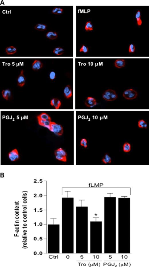 Figure 5. Troglitazone, but not 15d-PGJ2, decreases polarization and actin polymerization in response to fMLP. PMNs were pretreated with troglitazone (5 or 10 μM) or with 15d-PGJ2 (5 or 10 μM) for 2 hours, then stimulated with fMLP (10−7 M) for 10 minutes. (A) Cells were stained with TRITC-phalloidin, and confocal microscopy was used to analyze F-actin distribution and morphologic changes. Results shown are representative of 3 independent experiments. All panels depict stimulation with fMLP except control (Ctrl). (B) The change in F-actin content is expressed as a relative fold change in mean fluorescence intensity, with the fluorescence intensity of unstimulated control cells set as 1. *P < .05 compared to DMSO-treated cells. Tro indicates troglitazone; PGJ2, 15-deoxy-Δ12,14-prostaglandin J2. Error bars represent SEM.