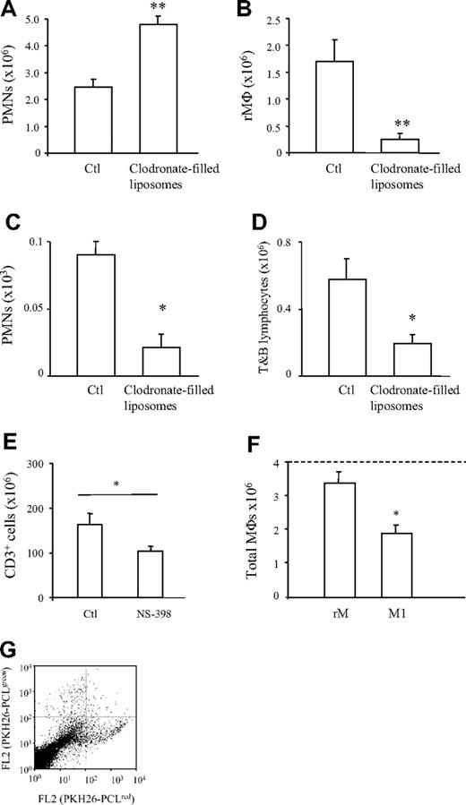 Figure 6. rM mediates postresolution homeostasis. Mice were injected intravenously with clodronate-filled liposomes followed by zymosan (0.1 mg). Inflammation was first determined 4 hours later showing a significant increase over controls of (A) PMNs at onset followed by a confirmed reduction in (B) macrophages during resolution (48 hours) concomitant with a surprising reduction in (C) PMN numbers during this phase, suggesting that when phagocytosing macrophage are limited in numbers, PMNs may be efficiently cleared by parenchymal/stromal cells. However, (D) T- and B-lymphocyte numbers were also significantly reduced, revealing that rM cells are central to recruiting postresolution innate-type lymphocytes, which we have shown to be critical for postinflammation susceptibility to superinfection and restoration of tissue homeostasis.11 (E) We identified that an rM COX 2–derived prostanoid mediated these effects as NS-398 at 10 mg/kg dosed orally during resolution (48 and 60 hours) impaired CD3 cell repopulation at 72 hours. Moreover, (F) adoptively transferring PKH26-PCLred rM along with equal numbers of PKH2-PCLgreen M1 cells to a murine peritoneal cavity revealed that after 24 hours rM cells remained in the peritoneum, whereas M1 displayed a greater clearance rate, suggesting that rM cells possess a greater propensity to remain in the peritoneum to elicit their prohomeostatic functions, with the dotted line denoting the original numbers of MΦs injected. (G) FACS dot plot to prove the successful transfer of differentially labeled MΦs and illustrating the greater number of PKH26-PCLred MΦs (bottom right quadrant) compared with fewer PKH2-PCLgreen MΦs (top left quadrant). *P ≤ .05 and **, P ≤ .01, determined by Bonferroni t test with data expressed as mean plus or minus SEM.