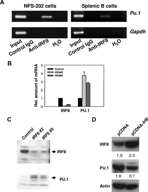Figure 1. IRF8 suppresses PU.1 expression. (A) IRF8 is present at the promoter region of PU.1 in vivo. ChIP analyses were performed with NFS-202 cells or purified spleen B cells. Protein-DNA complexes were immunoprecipitated by addition of antibody to IRF8 and analyzed by PCR for the presence of PU.1 promoter sequences. (B) qPCR analysis of IRF8 and PU.1 expression in cells expressing a repressive IRF8 siRNA. IRF8 Nos. 2 and 5 are 2 clones from IRF8 siRNA–treated cells. (C) Western blotting analysis of IRF8 and PU.1 expression in IRF8 siRNA–expressing cells. (D) Western blotting analysis of IRF8 and PU.1 expression in NFS-203 cells expressing pCDNA-Irf8 or an empty pCDNA vector as indicated. The numbers are arbitrary units of protein intensities normalized by β-actin. All data are representative of 2 to 4 independent experiments.