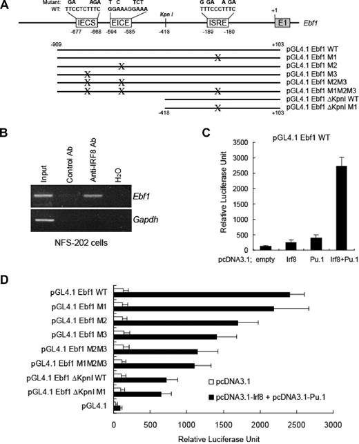 Figure 2. IRF8 regulates EBF expression. (A) Schematic arrangement of IRF8-binding sites (IECS, EICE, and ISRE) in the promoter of the Ebf1 gene. +1 corresponds to the first nucleotide of exon 1 of the gene. The nucleotides that were mutated at each IRF8-binding site are shown on the top. WT indicates wild type. (B) ChIP analysis of IRF8 binding with Ebf1. In vivo cross-linked IRF8-chromatin complexes from NFS 202 cells were analyzed using PCR primers that span the IRF8 sites in the Ebf1 gene. (C) IRF8 and PU.1 regulate EBF expression in a luciferase reporter assay. HeLa cells were cotransfected with a promoter reporter pGL4-Ebf1-WT and vectors expressing IRF8, PU.1, or both. An empty vector was used as a control. (D) Mutation of IRF8-binding sites in the Ebf1 gene impaired the expression of the Ebf1 reporter. The Ebf1 promoter reporter constructs containing mutated IRF8-binding sites were generated as illustrated in panel A and were cotransfected with plasmids expressing IRF8 and PU.1. Luciferase activities were measured after 22 hours. All data represent 3 to 4 independent experiments.