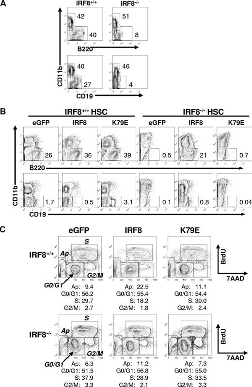 Figure 6. The failure of IRF8-deficient HSCs to differentiate into B cells is cell intrinsic. (A) Sorted HSCs from IRF8+/+ and IRF8−/− mice were induced to differentiate in OP9 cocultures in the presence of SCF, IL-7, and Fl3tL for 7 days. The cells were stained with antibodies recognizing B220, CD19, and CD11b and analyzed by flow cytometry. Cells were gated on 7AAD− living cells. The numbers are percentages of cells falling in each gate. Data represent 1 of 3 independent experiments. (B) Sorted HSCs from each group of mice were cultured in the presence of SCF, Flt3L, IL-3, and IL-6 for 18 hours before they were infected with retroviral vectors encoding an IRF8-GFP fusion protein, an IRF8 mutant K79E-GFP fusion protein, or GFP only for 24 hours in the presence of SCF, Flt3L, IL-3, IL-6, IL-7, GM-CSF, and 4 μg/mL polybrene. GFP+ cells were resorted and plated onto OP9 cell layer in the presence of SCF, IL-7, and Flt3L for 7 days. The cells were analyzed by flow cytometry. The numbers are percentages of cells falling in each gate. Data represent 1 of 4 independent experiments. (C) The sorted GFP+ cells were cultured with OP9 cells at the same conditions as in panel B and were pulsed with BrdU for 40 minutes at day 4 and analyzed by FACS. The numbers are percentages of cells falling in each gate. Data represent 1 of 2 independent experiments.