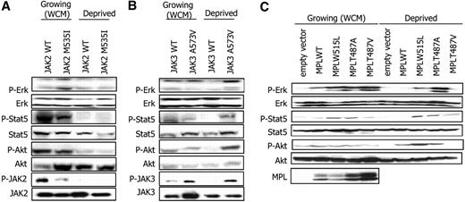 Figure 3. Activation of signal transduction pathways by JAK2, JAK3, and MPL mutants. Studies of Stat5, Erk1/2, and Akt phosphorylation in the different BaF3 clones expressing the mutant JAK2 (A), JAK3 (B), and MPL (C) proteins.