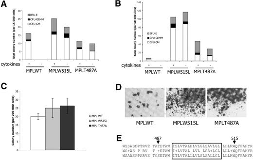 Figure 5. In vitro analysis of MPLT487A cells. (A) Growth of myeloid colonies from bone marrow cells in the presence (+) or the absence (−) of cytokines. MPLW515L- and MPLT487A-transduced, but not MPLWT-transduced, cells are able to generate myeloid colonies in the absence of cytokines. Two MPLW515L, 5 MPLT487A, and 3 MPLWT animals were analyzed. (B) Growth of myeloid colonies from spleen cellular suspensions in the presence (+) or absence (−) of cytokines. Consistent with the observed splenomegaly, MPLW515L and MPLT487A mice generate myeloid colonies in the presence or absence of cytokines. Two MPLW515L, 5 MPLT487A, and 3 MPLWT animals were analyzed. (C) Megakaryocytic progenitor colony assays. Bone marrow samples of MPLT487A mice generated more megakaryocytic colonies than bone marrow from MPLWT mice (P = .01). Two MPLW515L, 5 MPLT487A, and 4 MPLWT animals were analyzed. Error bars denote SD. (D) Acetylcholine staining of the megakaryocytic colonies. As for MPLW515L, megakaryocytic colonies from MPLT487A mice were larger than those from MPLWT mice. (E) Alignment of human (top) and mouse (bottom) MPL proteins. Amino acids 474 to 522 (NP 005364) are shown for the human MPL protein and 465 to 513 (NP 034953) for the mouse MPL. The predicted transmembrane region is boxed. Arrowheads indicate the amino acids mutated in human hematologic malignancies. Immunohistochemistry-stained sections were examined under a Leica DMLB microscope (Leica, Heidelberg, Germany) equipped with a 10× eyepiece and a 10×/0.40 CS HC PL APO objective lens. Images were captured with a Sony Power HAD camera (Sony France, Paris, France) and imaging was performed with the version 1.4 software TRIBVN-ICS (Image Communication Software, Chatillon, France) and Adobe Photoshop version 7.0 software (Adobe Systems, San Jose, CA).