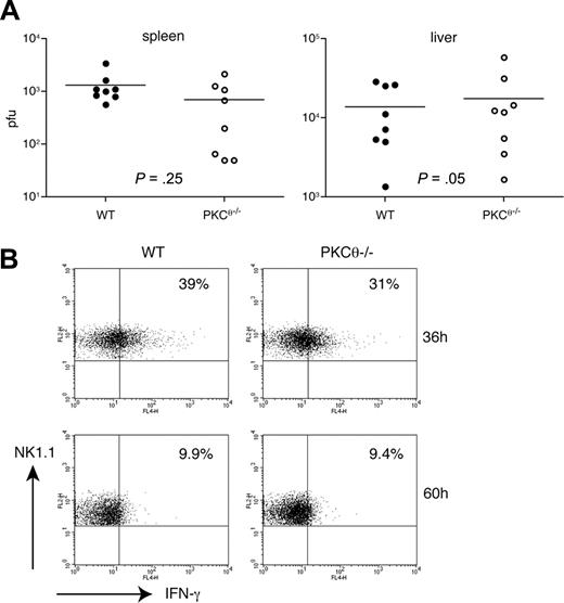 Figure 6. Early control of MCMV infection is PKC-θ–independent. (A) Age-matched WT and PKC-θ−/− mice were infected intraperitoneally with 5 × 105 pfu of MCMV. Three days after infection, spleen and liver viral loads were determined by plaque assay. Results are representative of 3 independent experiments. (B) Age-matched WT and PKC-θ−/− mice were infected intraperitoneally with 5 × 105 pfu of MCMV. At 36 hours and 60 hours after infection, splenocytes were analyzed ex vivo for intracellular IFN-γ content by FACS, gating on NK1.1+CD3−CD19− NK cells.