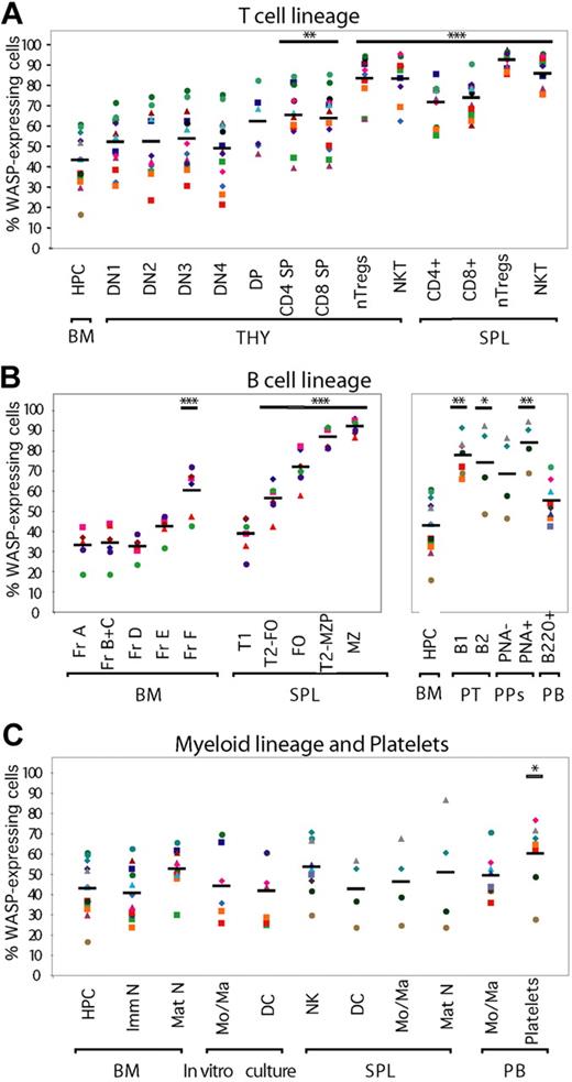Figure 1. Selective advantage of WASP-expressing cells in WASP+/− mice. HPCs and hematopoietic lineage cells were defined by surface and intracellular markers, labeled with anti-WASP antibodies, and analyzed by flow cytometry. Percentage of WASP-expressing cells is indicated in (A) the T-cell lineage, (B) the B-cell lineage, and (C) the myeloid lineage. Each color represents data from one mouse. Black bar represents the mean of the group. B indicates B cell; B1/B2, peritoneal B cells; BM, bone marrow; DC, dendritic cell; DN, CD4CD8 double-negative; DP, CD4CD8 double-positive; FO, follicular; Fr, fraction, HPC, hematopoietic progenitor cells; Mo/Ma, monocyte/macrophage; MZ, marginal zone; N, neutrophil; NK, natural killer cell; NKT, NK T cell; nTregs, naturally occurring T cells; PB, peripheral blood; PNA, peanut agglutinin; PPs, Peyer patches; PT, peritoneum; SP, CD4 or CD8 single-positive; SPL, spleen; T1/T2, transitional 1/2 B cell; T2-FO, transitional 2 follicular precursor B cell; T2-MZP, transitional 2 marginal zone precursor B cell; THY, thymus. In vitro cultured Mo/Ma and DCs were obtained by culturing BM cells in vitro for 7 days with M-CSF and GM-CSF, respectively. P values use a t test to compare percentage of WASP-expressing cells in the T-cell, B-cell (right panel), and myeloid lineages to that of HPCs and for the B-cell lineage (left panel) to that of Fr A (pro-B) cells: *P < .05, **P < .01, ***P < .005.
