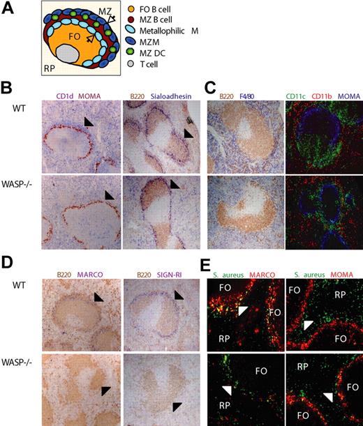 Figure 2. MZ B cells and MZMs are reduced, and S aureus uptake aberrant in WASP-deficient mice. Immunohistochemistry of spleen sections from WT and WASP−/− mice. (A) Schematic representation of a B-cell follicle and the MZ in the spleen. Black arrows indicate the MZ. (B) Reduced number of MZ B cells (CD1d+ B220+) and normal localization of metallophilic macrophages (MOMA-1+ Sialoadhesin+) in WASP−/− spleens relative to WT spleens. Black arrowhead represents the MZ. (C) Normal localization of red pulp macrophages (F4/80+), CD11b+ macrophages, and DCs (CD11c+). (D) Reduced number of MZMs (MARCO+ SIGN-R1+) in WASP−/− spleens compared with WT spleens. Black arrow represents MZMs in the MZ. (E) Localization of S aureus 30 minutes after intravenous injection. Note that S aureus almost exclusively colocalize with MARCO+ MZ macrophages in WT mice, whereas WASP−/− mice show aberrant localization of S aureus. White arrowhead represents the MZ. FO indicates B-cell follicle; MZ, marginal zone; RP, red pulp. Original magnifications: panels B to D, ×10; D, ×20.