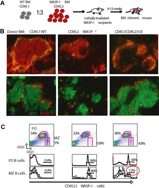 Figure 3. WASP-deficient MZ B cells are reduced in number independent of MZMs. (A) Schematic representation of generation of BM chimeric mice. WT (expressing CD45.1) and WASP−/− (CD45.2) BM cells at a 1:3 ratio were injected into lethally irradiated WASP−/− recipient mice. Mice were analyzed 9 to 13 weeks after transplantation. Control mice received WT or WASP−/− BM alone. (B) Immunohistochemistry of spleen sections from mice receiving WT BM (left panel), WASP−/− BM (middle), and mixed WT:WASP−/− BM (right). Note that the MZ architecture in WT:WASP−/− BM chimeric mice is fully restored. (C) Splenocytes were labeled with anti-CD21, CD23, and IgM and analyzed by flow cytometry. (Top panel) The percentage of FO and MZ B cells in reconstituted mice is shown for the various conditions as illustrated in panel B. Note that WT:WASP−/− BM chimeric mice have fully restored MZ B-cell population (right). (Bottom panel) The percentage of WASP−/− CD45.2-expressing FO and MZ B cells is shown. Note the low proportion of WASP−/− MZ B cells in the WT:WASP−/− BM chimeric mice (right). The data are representative of 2 independent experiments, in which n = 7 mice were analyzed (original magnification ×10).
