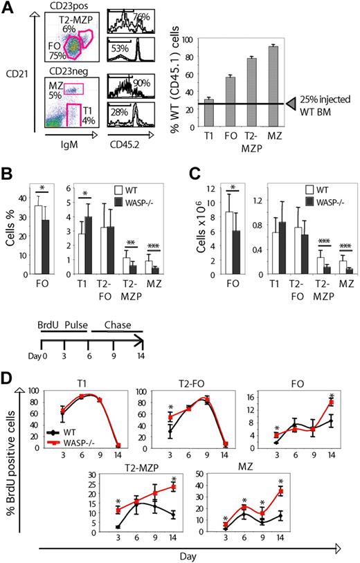 Figure 4. Peripheral B-cell development and homeostasis in WASP−/− mice. (A) Left panel; flow cytometric analysis of WT:WASP−/− BM chimeric mice to define the percentage of WASP+ (CD45.2−) cells in the T1, FO, T2-MZP, and MZ B-cell populations, using CD21, CD23, and IgM as markers. The middle panel shows the results of one representative experiment, indicating (from top to bottom) the proportion of WASP+ (CD45.2−) cells in T2-MZP, FO, MZ B cells, and T1 cells, respectively. The right panel shows the percentage of WASP-expressing (CD45.1+) cells in the indicated B-cell populations. The hatched line indicates the 25% of WASP+ BM cells that were used for transplantation. The right panel represents data from one of 2 similar experiments with n = 7 mice. (B) Proportion of T1, T2-FO, FO, T2-MZP, and MZ B cells in WT and WASP−/− mice (n = 10 mice per group). (C) Absolute numbers of T1, T2-FO, FO, T2-MZP, and MZ B cells in WT and WASP−/− mice (n = 10 mice per group). (D) In vivo BrdU labeling. (Top panel) Mice were fed BrdU in the drinking water for 6 days (pulse) and followed for another 6 days (chase). Proportion of BrdU positive cells was assessed at day 3, 6, 9, and 14. (Bottom panels) The proportion of BrdU+ cells of T1, T2-FO, FO, T2-MZP, and MZ B cells as defined by CD21, CD23, CD24, and IgM expression is shown (n = 4 mice per group). *P < .05, **P < .01, ***P < .005.