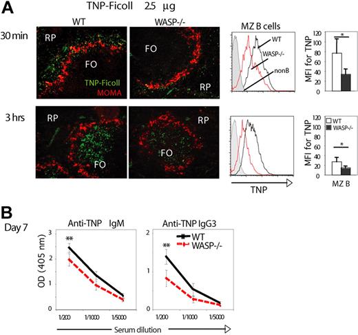 Figure 6. WASP-deficient mice show reduced specific immune response to TNP-Ficoll. WT and WASP−/− mice when 12 to 14 weeks old were injected intravenously with 2.5 μg of TNP-Ficoll. (A) Uptake of TNP-Ficoll in spleens 30 minutes and 3 hours after injection. (Left panel) Spleen sections were labeled to detect TNP-Ficoll and MOMA+ metallophilic macrophages to define the MZ. Note the reduced TNP staining in the MZ at 30 minutes (top panels) and in the follicles at 3 hours (bottom panels) in WASP−/− mice compared with WT mice (original magnification ×20). (Right panels) MZ B cells were labeled with anti-TNP and analyzed by flow cytometry (n = 5). (B) Anti-TNP IgM and IgG3 antibody titers were determined at day 7 after immunization by enzyme-linked immunosorbent assay. Each group represents mean values (± SD) from n = 5 mice, which were corrected for background binding. FO indicates B-cell follicle; MZ, marginal zone; non-B, lymphocytes negative for CD21 and IgM; RP, red pulp. *P < .05, **P < .01.