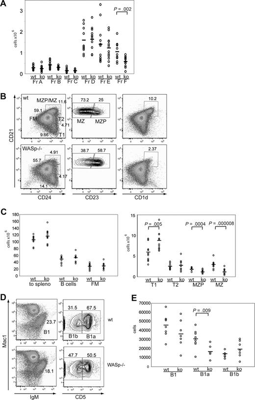 Figure 1. The B-cell phenotype in WASp-deficient mice. (A) BM was stained for expression of B220, CD43, IgM, BP1, CD24, CD19, and IgD and developmental stages determined according to the Hardy classification. Absolute numbers for each fraction (Fr) A through F are shown in WT versus WASp−/− mice (ko) (n = 12). (B,C) Splenocytes were stained for expression of B220, CD19, CD24, CD21, CD23, and CD1d and B-cell subsets analyzed. (B) Representative FACS blot gated on B220+CD19+ cells in a WT versus WASp−/− mouse. (C) Absolute numbers of splenic B-cell subsets from WT versus WASp−/− mice (n = 12). (D,E) Peritoneal B cells were stained for IgM, CD5, and Mac1. (D) Representative FACS blot of gating B1 cells in a WT and a WASp−/− mouse. (E) Absolute numbers of B1, B1a, and B1b cells in WT (n = 8) versus WASp−/− mice (n = 7).